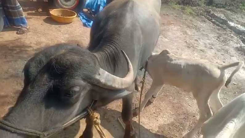 A Buffalo feed milk to cow calf
