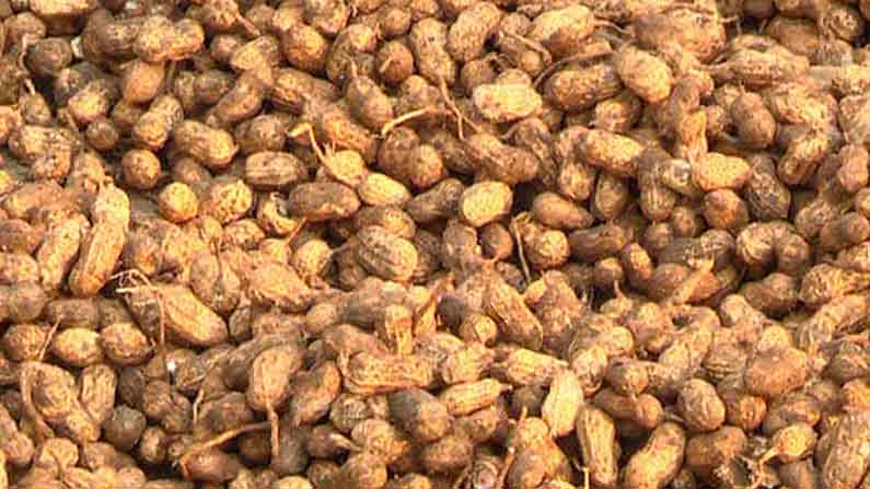peanuts crop