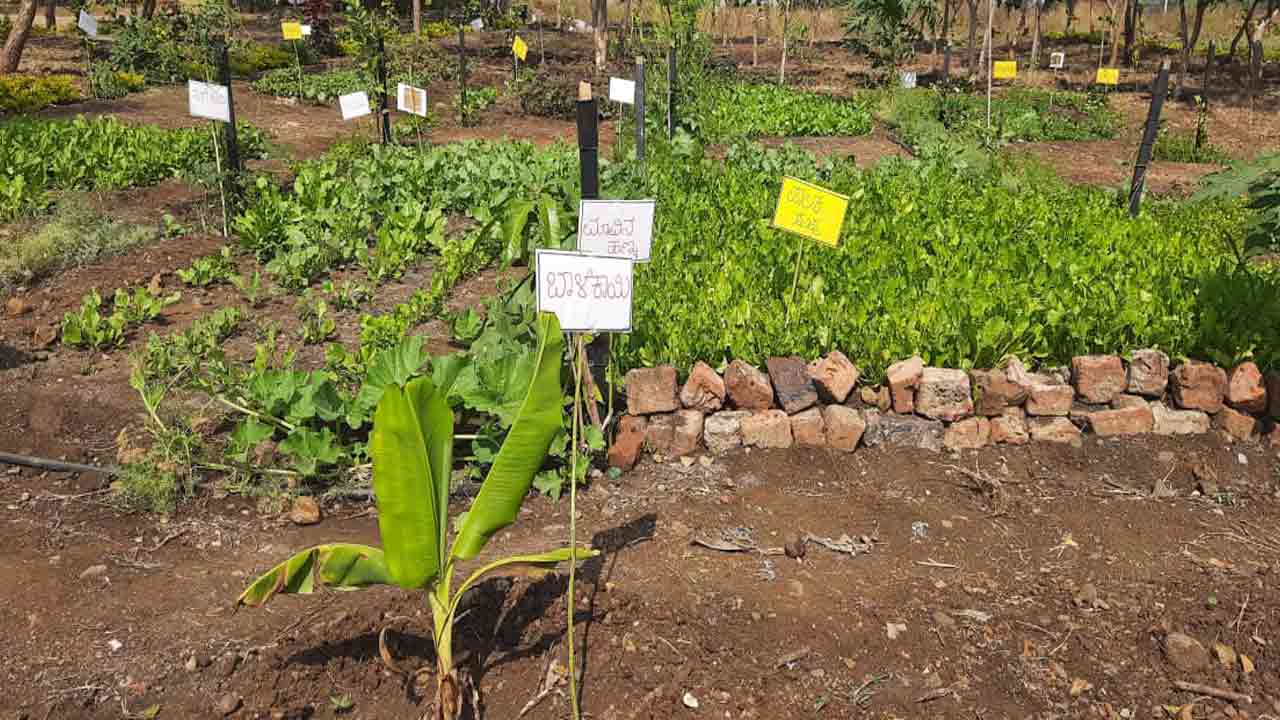 garden-in-school-