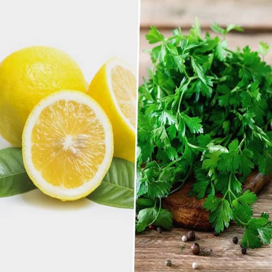 Skin Care Tips: ಚರ್ಮದ ಕಾಂತಿ ಹೆಚ್ಚಿಸಲು ಕೊತ್ತಂಬರಿ ಸೊಪ್ಪು ಬಳಸಿ; ಇಲ್ಲಿದೆ  ಸಂಪೂರ್ಣ ಮಾಹಿತಿ - Make face packs of coriander leaves for your beauty care |  TV9 Kannada