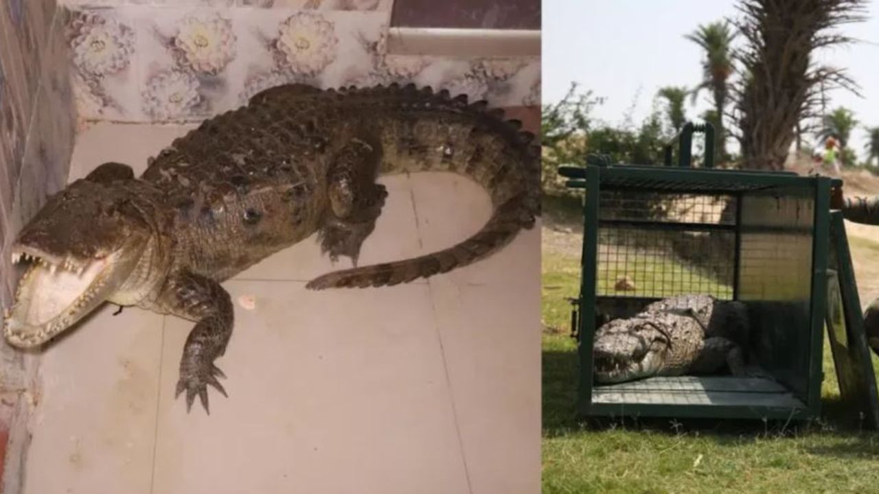 Seven Feet huge Crocodile Entered Into School Bathroom In Firozabad in Uttar Pradesh