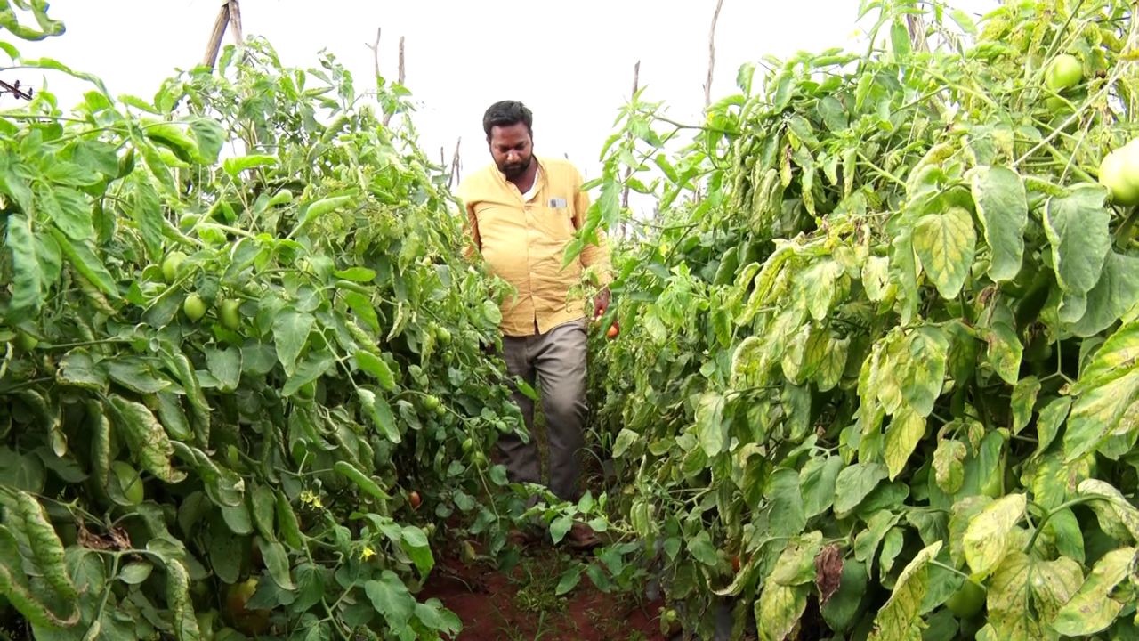 Chikkaballapur News bcom graduates left private company job and Become Millionaire in One Month by Tomato cultivation